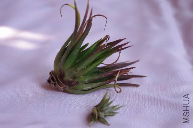 ������С IMGP1885.JPG