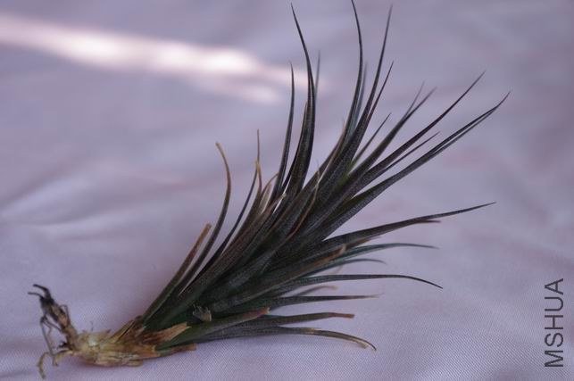 ������С IMGP1886.JPG