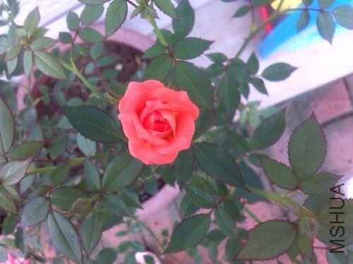IMG20130709231813.jpg