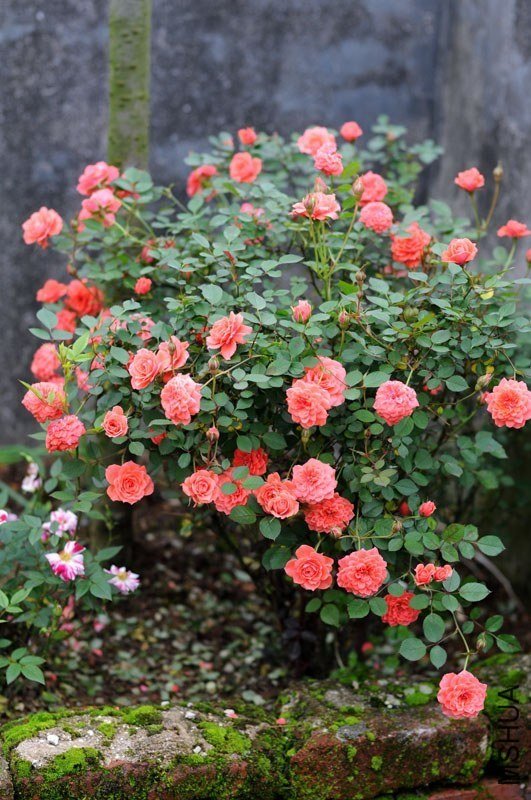DSC_1308.jpg
