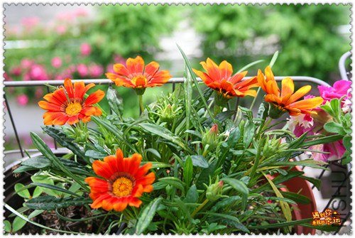 ��Ƭ 199_����.jpg