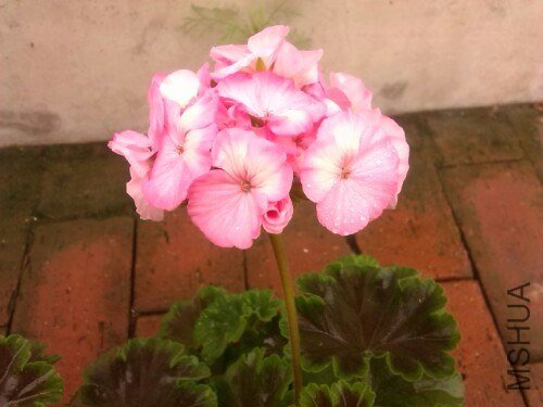 IMG20130710132919.jpg