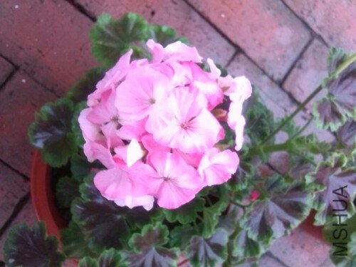 IMG20130710132935.jpg