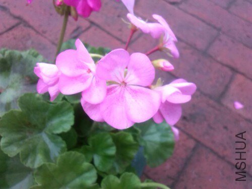 IMG20130710132946.jpg