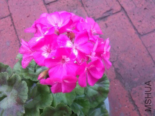 IMG20130710133016.jpg