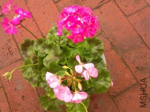 IMG20130710133023.jpg