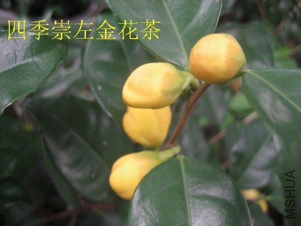 �𻨲� 001.jpg