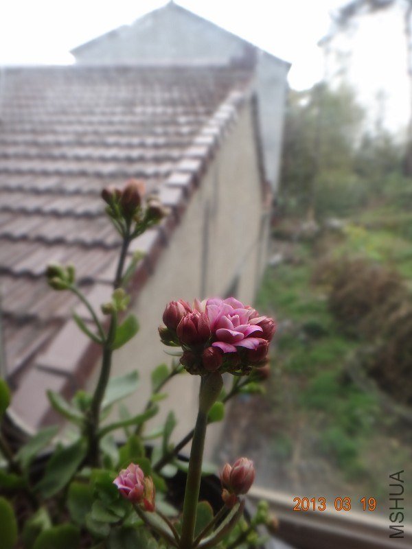 ȥ��ģ���Ư��Ŷ