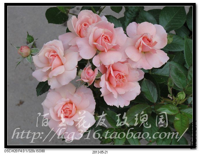 nEO_IMG_DSC04963.jpg