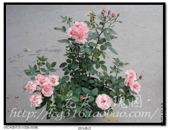 nEO_IMG_DSC04977.jpg