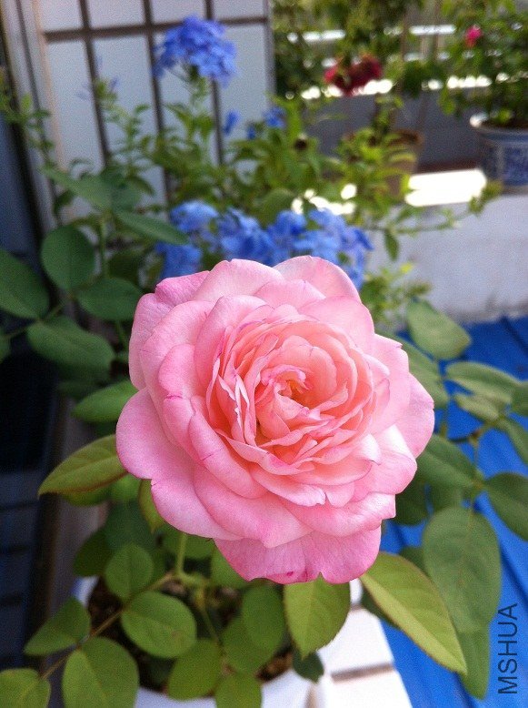 ��ݮ���ʱ�2.jpg