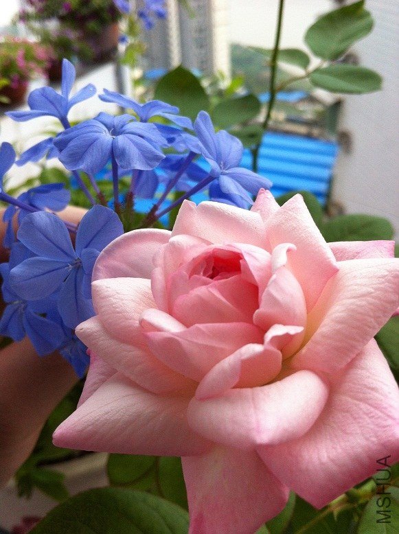��ݮ���ʱ�3.jpg