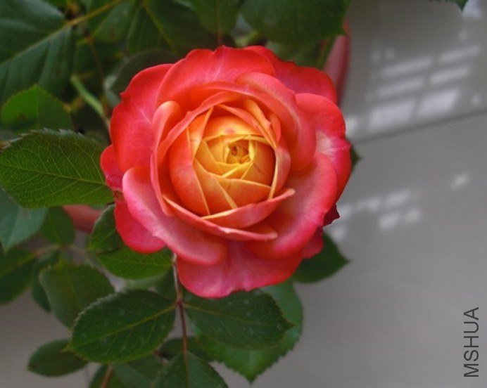 �����ȿ�