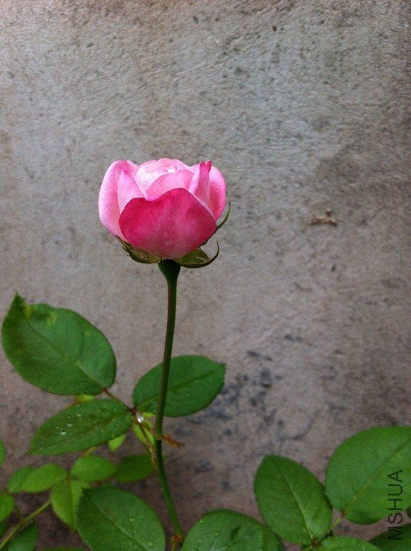 ��ݮ���ʱ�5.jpg