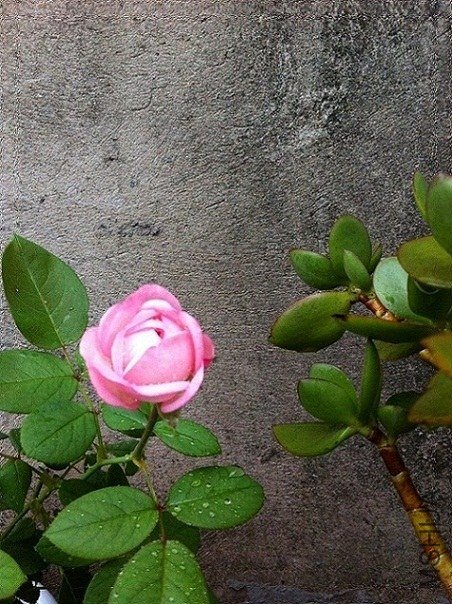��ݮ���ʱ�6.jpg