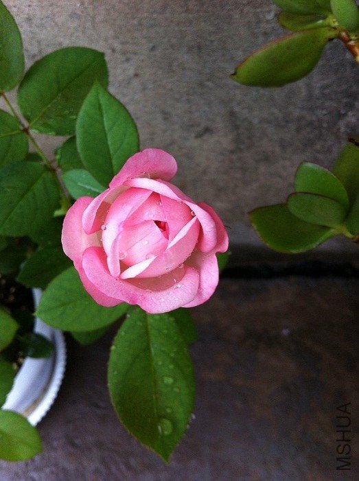 ��ݮ���ʱ�7.jpg
