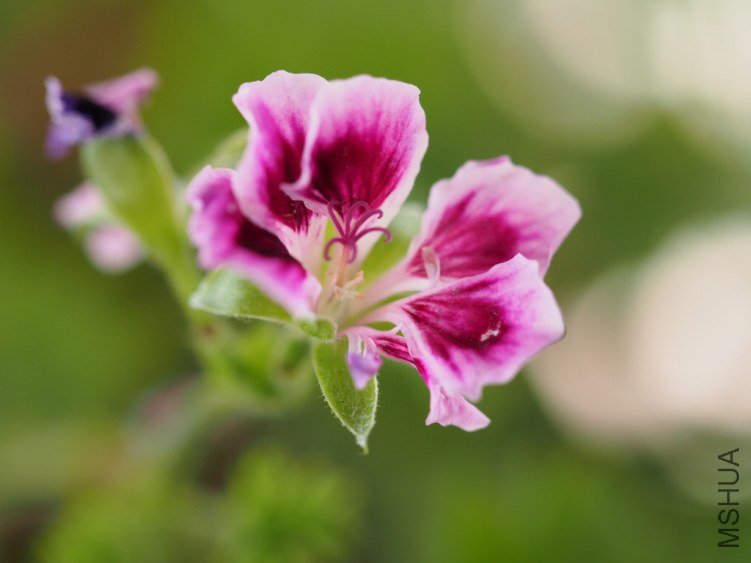 ���ÿ����