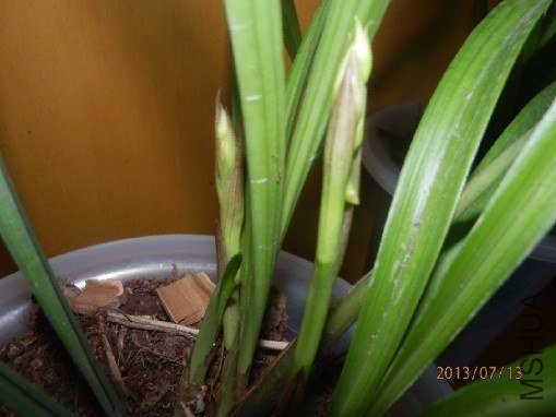 ��ˮ����