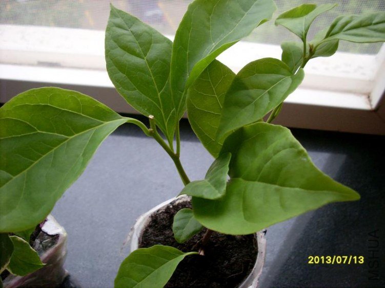 SL389609.JPG