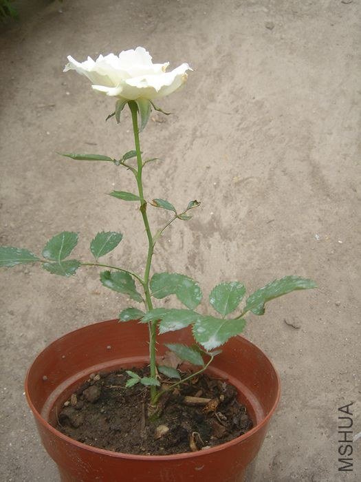 DSC00305.JPG