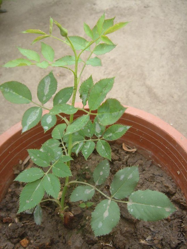 DSC00307.JPG