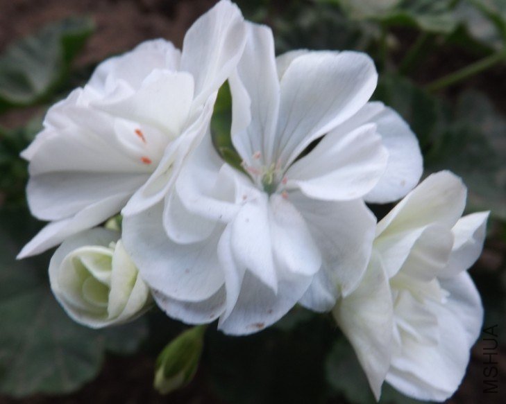 QQͼƬ20130713205444.jpg