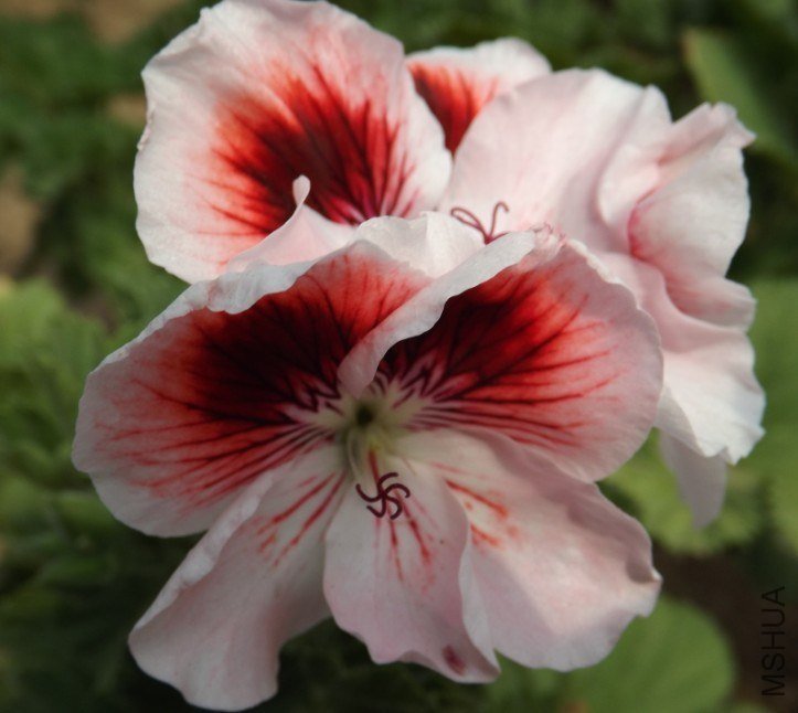 QQͼƬ20130713205229.jpg