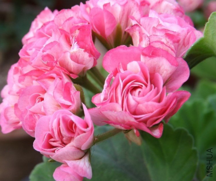 QQͼƬ20130713205306.jpg