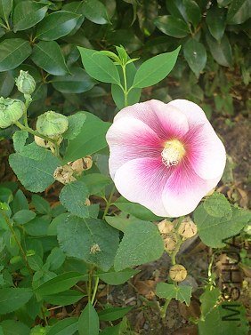 2013-07-13-16-03-47-324.jpg