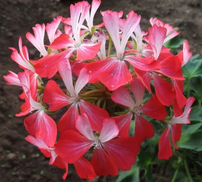 QQͼƬ20130713205416.jpg