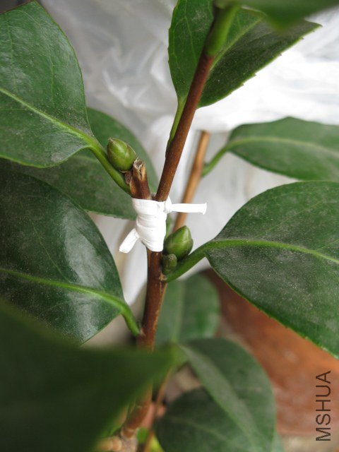 ��ʯ����Ը (17).JPG