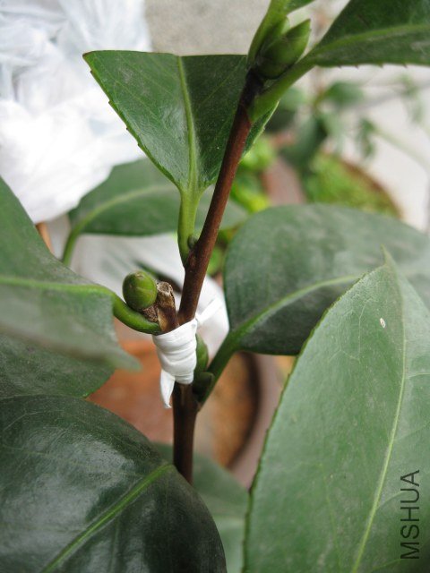 ��ʯ����Ը (18).JPG