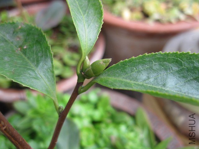 ��ħ�� (8).JPG