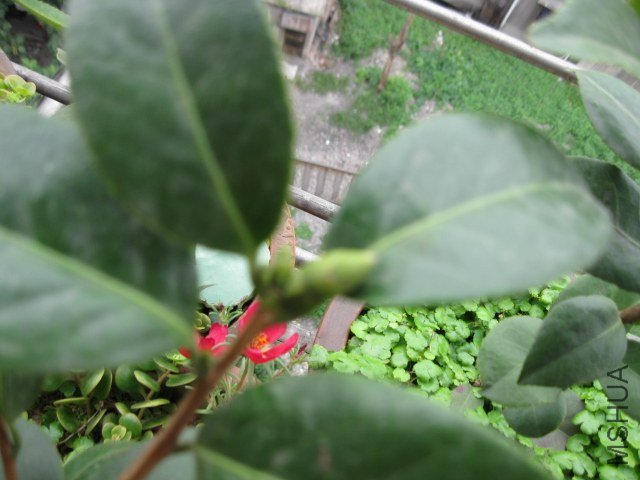 ά������������2 (16).JPG