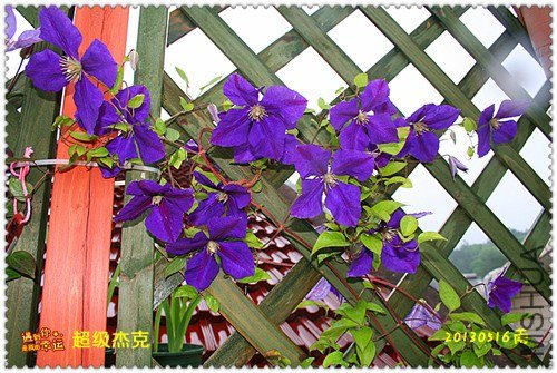 ��Ƭ 175_����.jpg