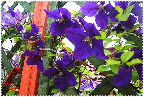 ��Ƭ 175b_����.jpg