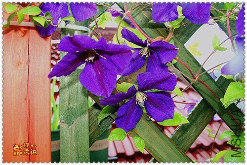 ��Ƭ 175c_����.jpg