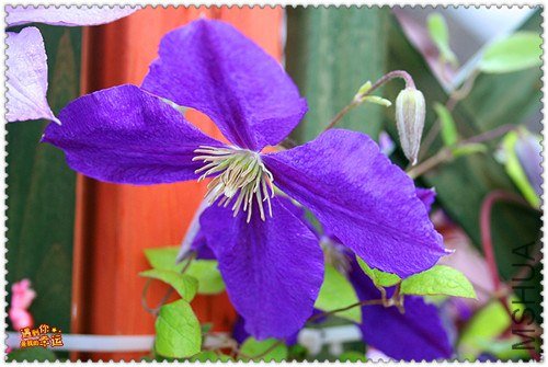 ��Ƭ 175f_����.jpg