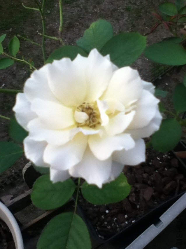 QQͼƬ20130714184103.jpg