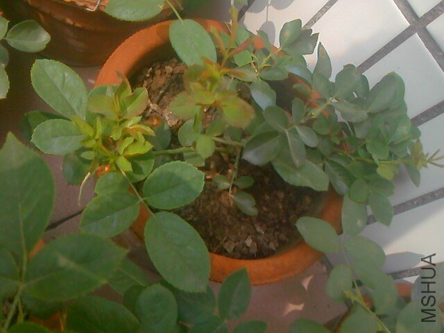 IMG0715100500.jpg