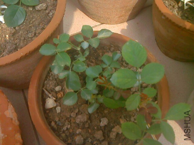 IMG0715100502.jpg