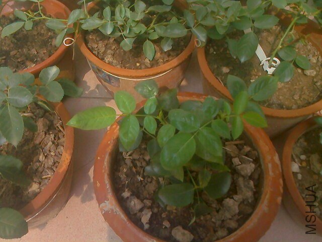 IMG0715100503.jpg