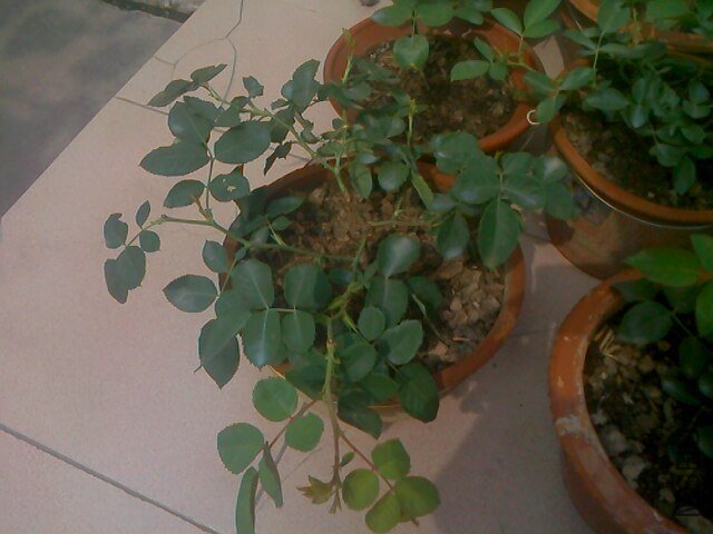IMG0715100501.jpg