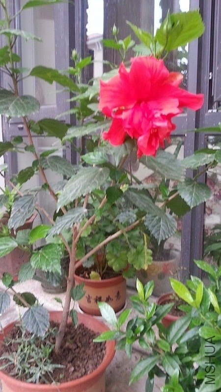 20130714_072150.jpg