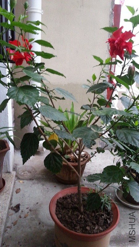 20130715_065004.jpg