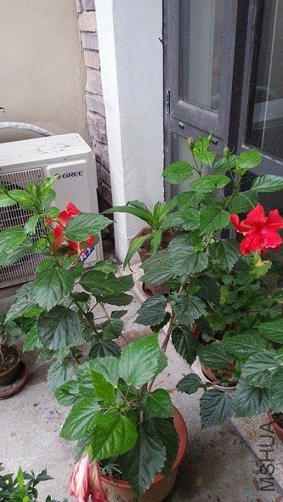 20130715_065031.jpg