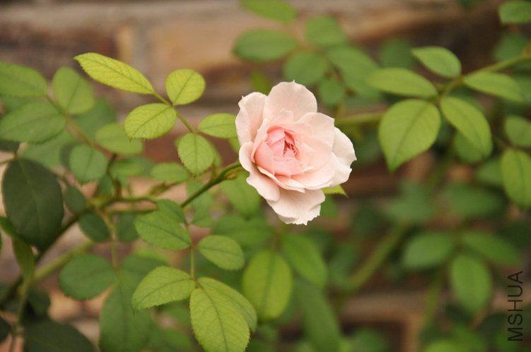 DSC_0799.JPG