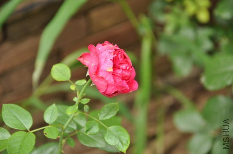 DSC_0807.JPG