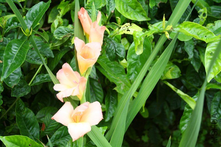 ��Ƭ 005a_����.jpg