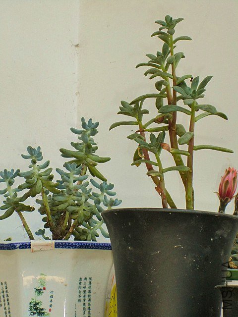 CIMG6458.JPG